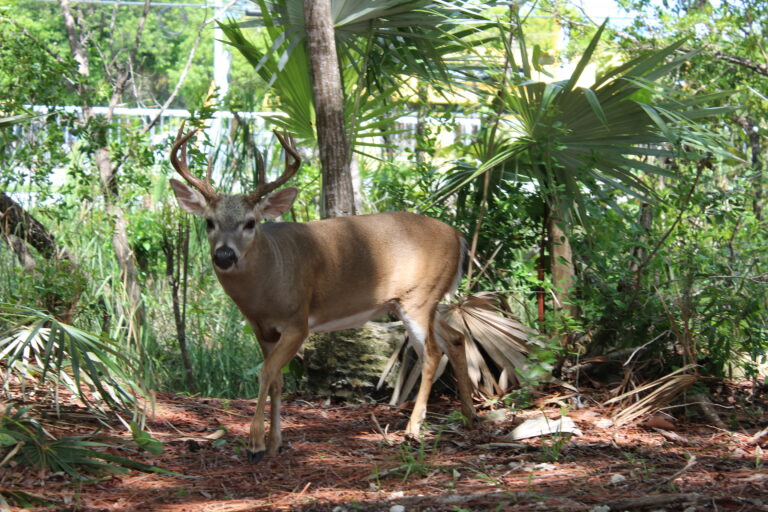 Protecting Our Wildlife